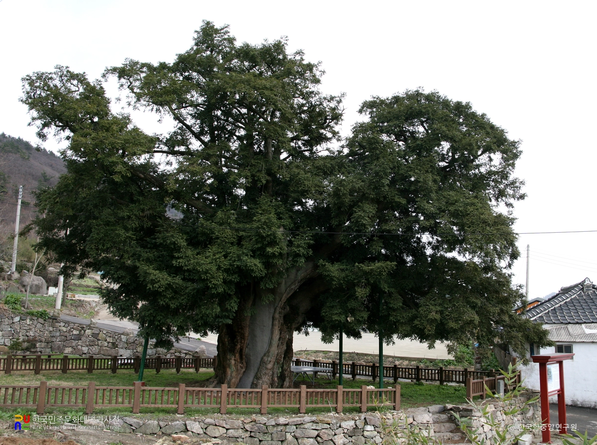 진도 상만리 비자나무