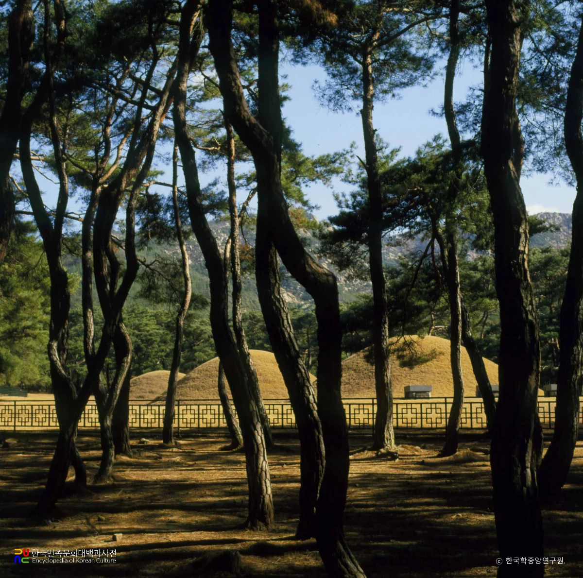 경주 배동 삼릉 소나무숲 전경