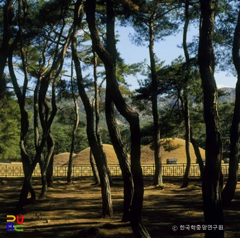 경주 배동 삼릉 소나무숲 전경