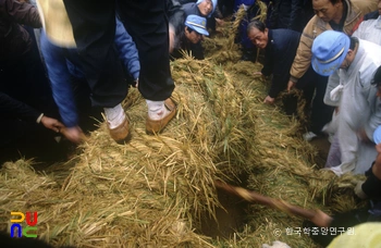 영산 줄다리기 / 비녀목 꽂기