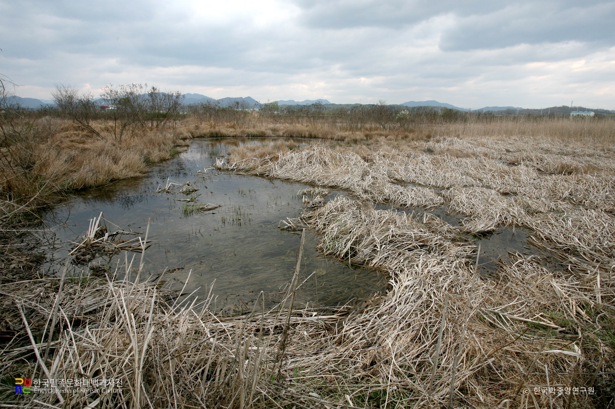 연천 은대리 물거미 서식지