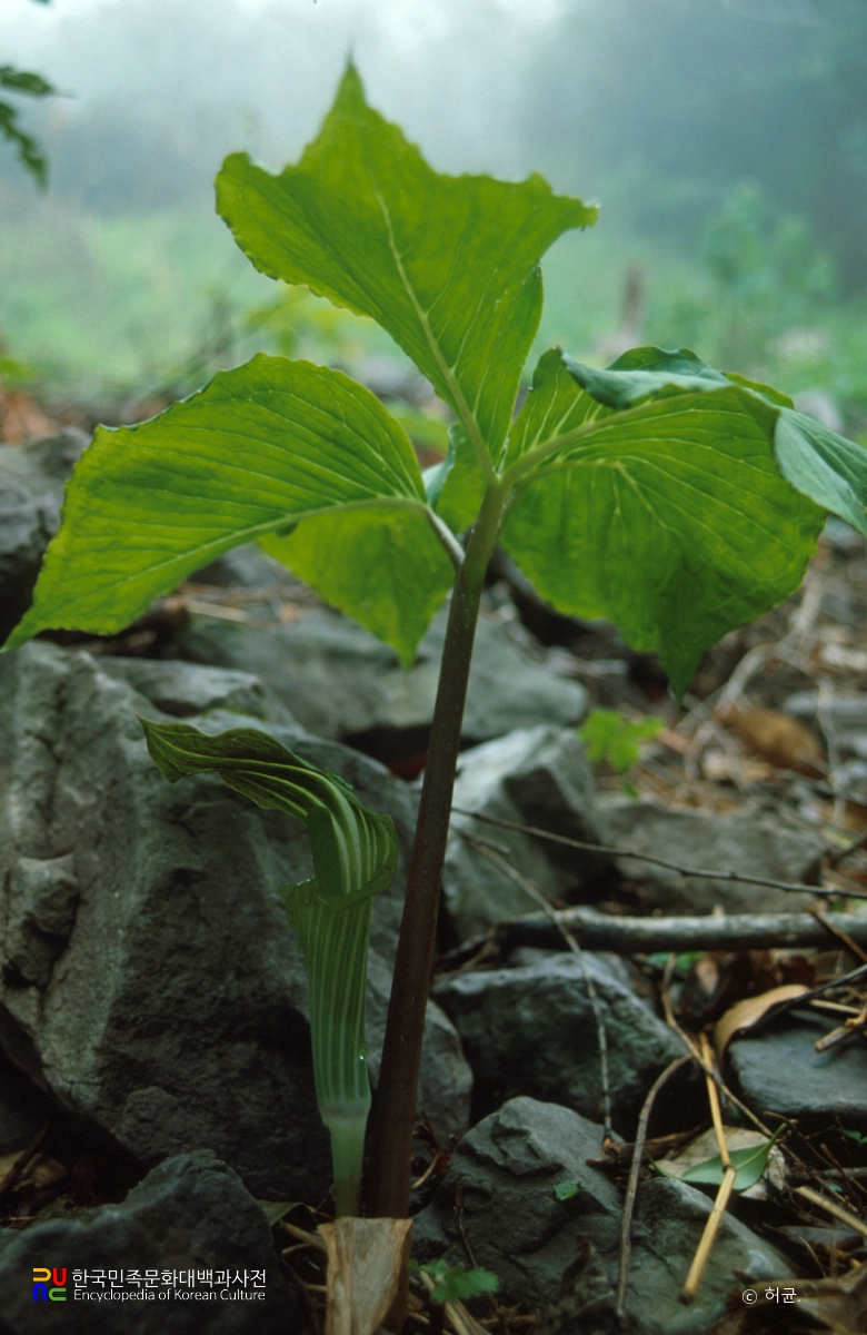 홍도 천연보호구역 자생식물