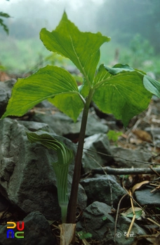 홍도 천연보호구역 자생식물