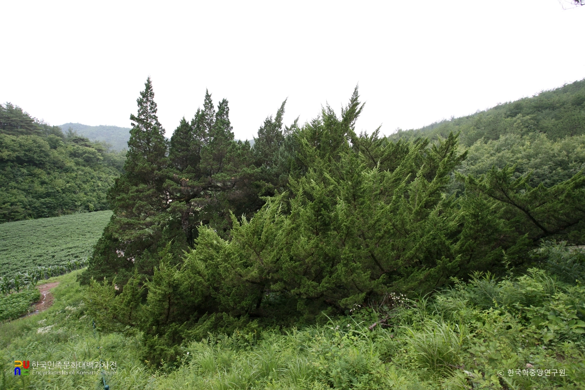 청송 장전리 향나무