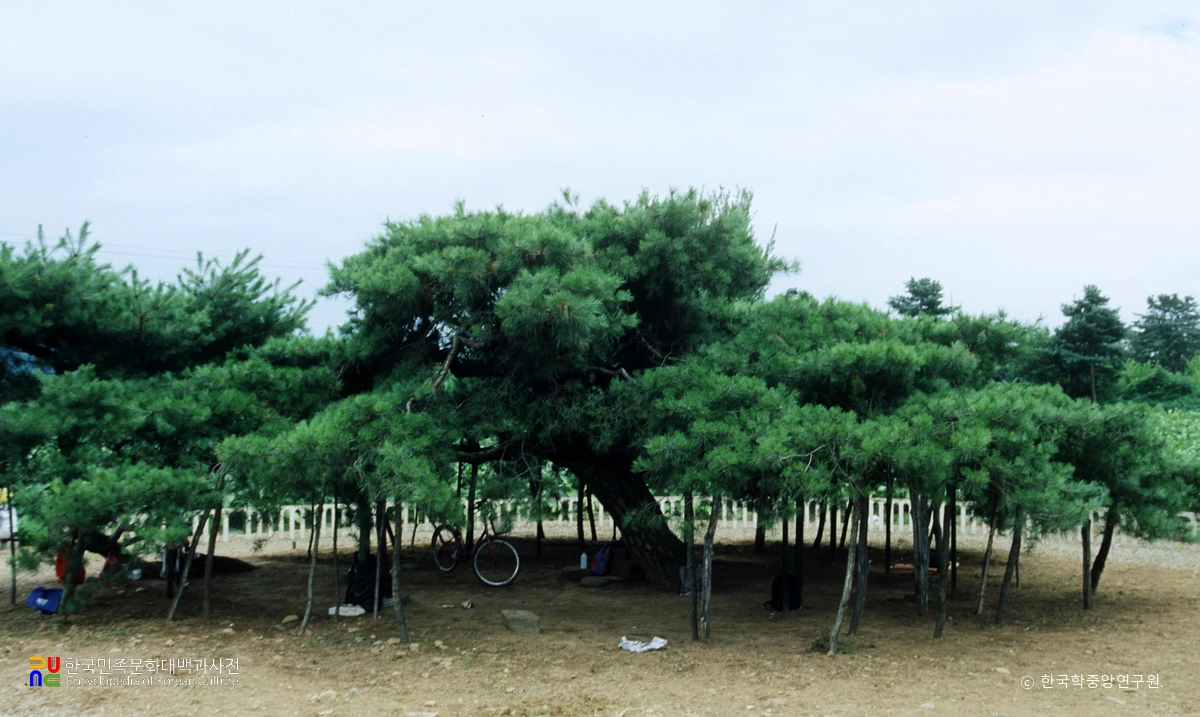 이천 도립리 반룡송