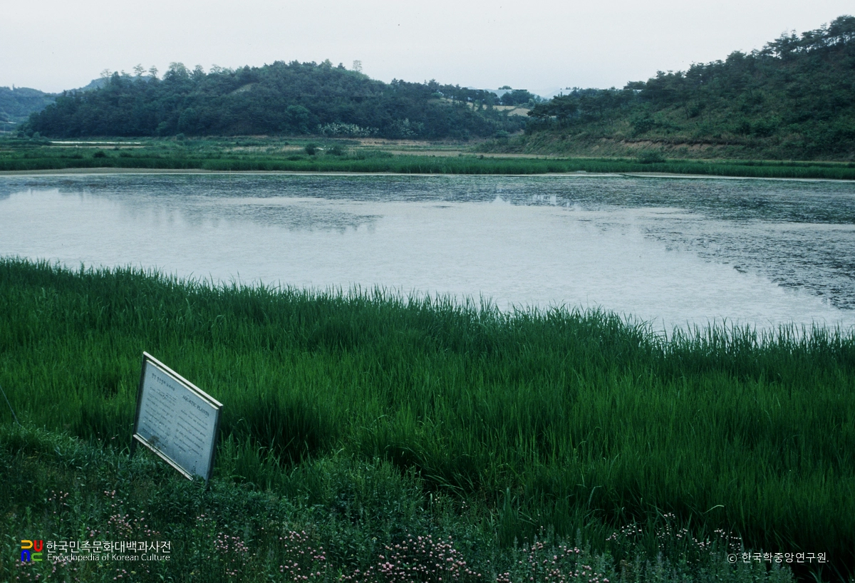 함안 대송리 늪지식물