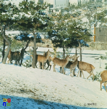 비디오 슬롯 머신
