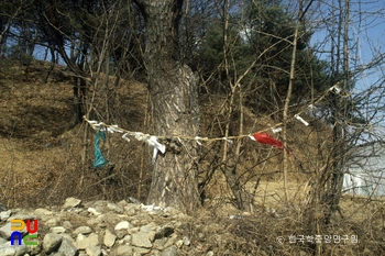 당산나무와 금줄