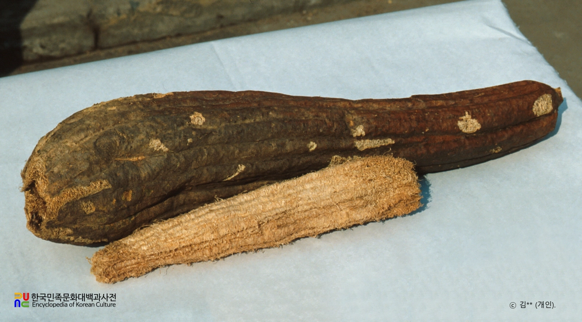 말린 수세미외와 섬유