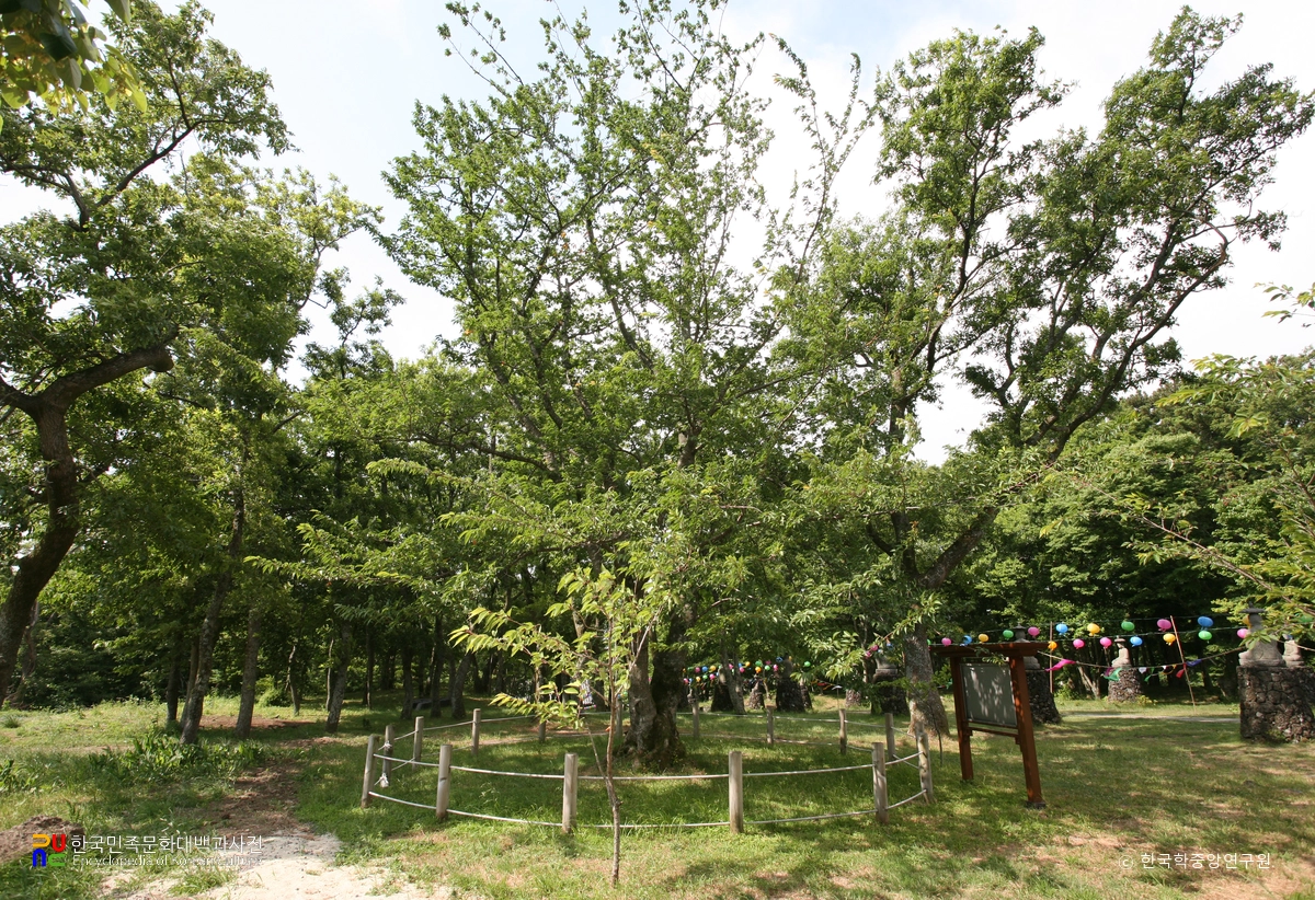 제주 관음사의 왕벚나무 자생지