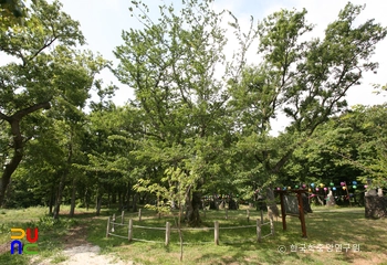 제주 관음사의 왕벚확장 슬롯 자생지