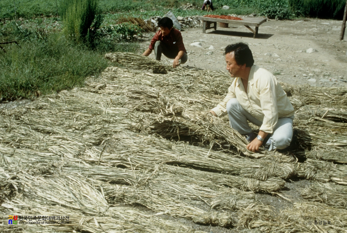 한지 제조과정 / (2)닥나무 단 정리