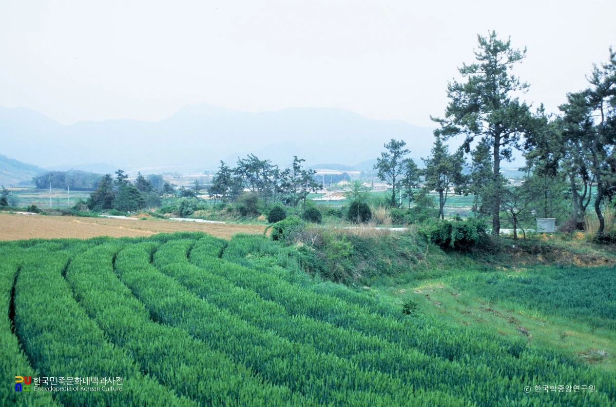 영암 금계리 고분군