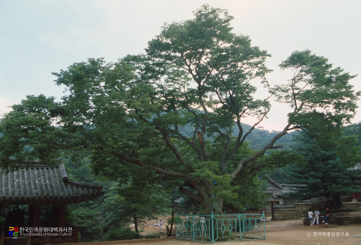 강화 전등사 느티나무