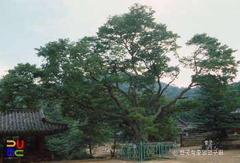 강화 전등사 느티나무
