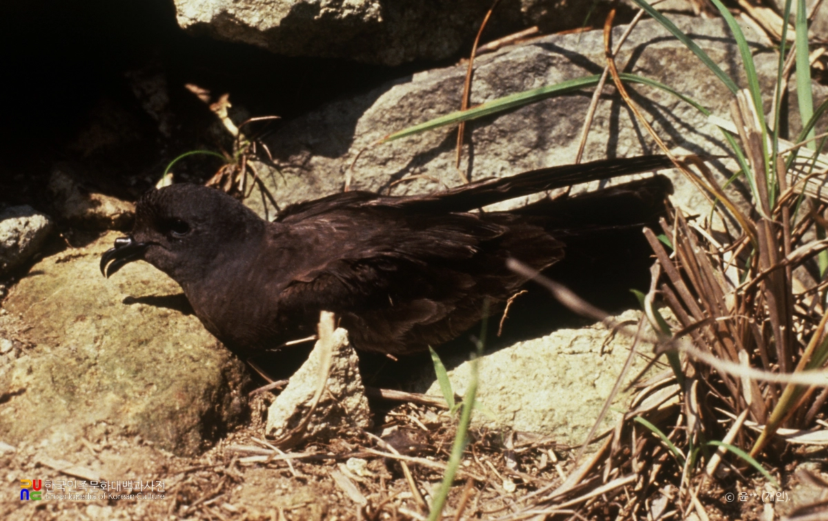 신안 칠발도 바다새류(바다제비, 슴새, 칼새) 번식지