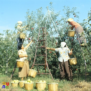 과수원 / 사과 수확