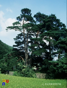 문경 화산리 반송