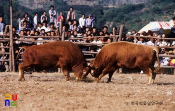 개천예술제 / 소싸움