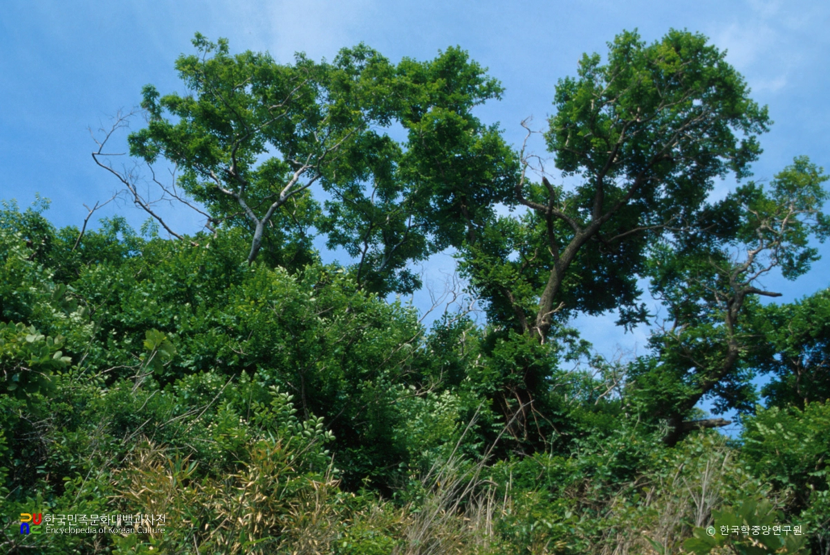 포항 발산리 모감주나무와 병아리꽃나무 군락